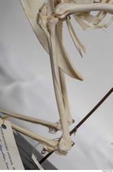 Photo Textures of Hen Skeleton